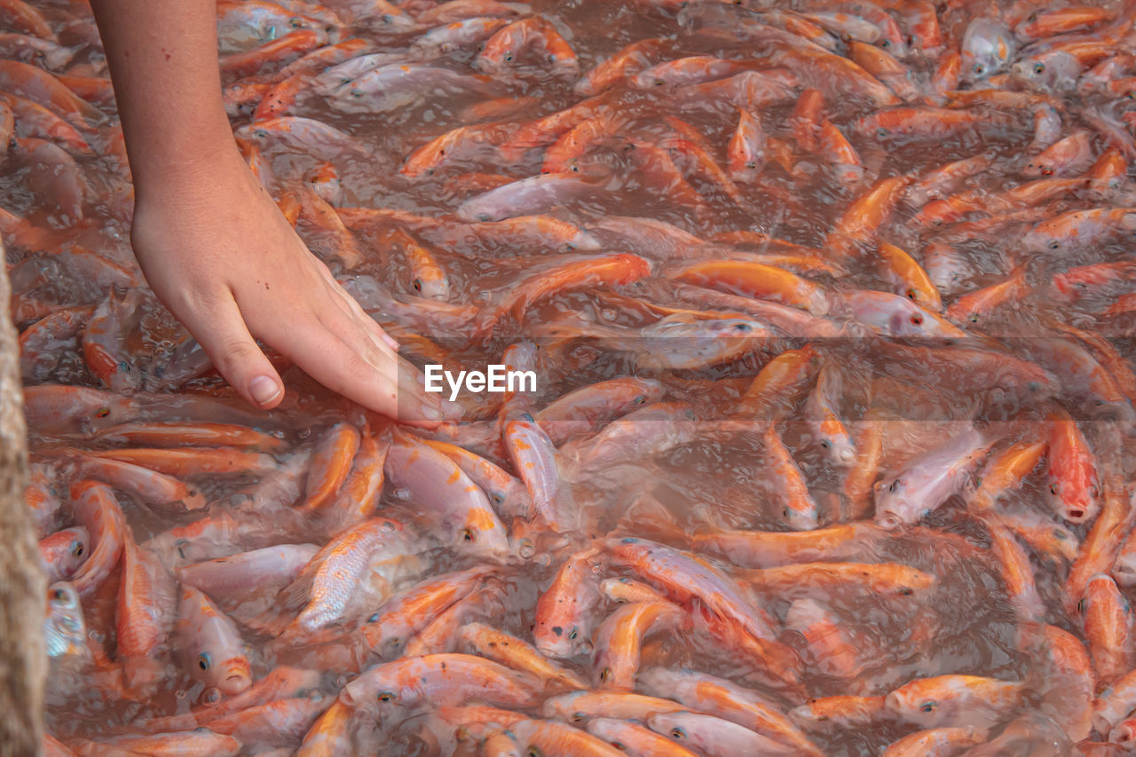 HIGH ANGLE VIEW OF FISH IN WATER