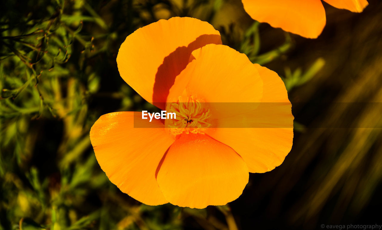 CLOSE-UP OF ORANGE FLOWER AGAINST YELLOW LEAF