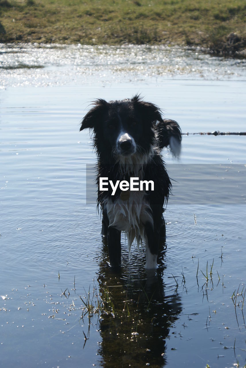 Wet dog standing in pond