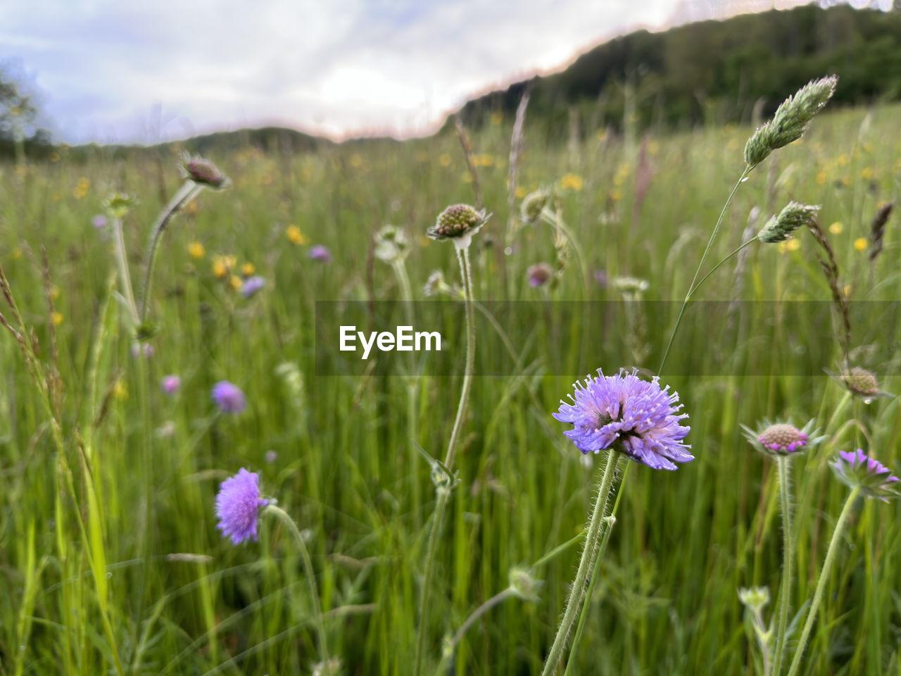 plant, flower, flowering plant, prairie, grassland, grass, field, nature, meadow, beauty in nature, natural environment, freshness, sky, land, cloud, landscape, wildflower, environment, growth, purple, no people, fragility, close-up, focus on foreground, plain, outdoors, mountain, summer, green, non-urban scene, animal wildlife, day, rural scene, flower head, scenics - nature, tranquility, food, animal, inflorescence, blossom, springtime, animal themes, tranquil scene, botany, petal, medicine, sunlight