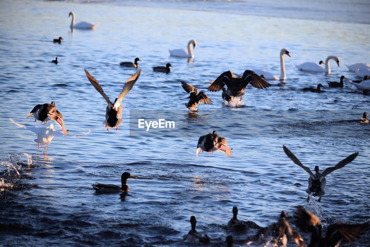 FLOCK OF BIRDS SWIMMING IN LAKE