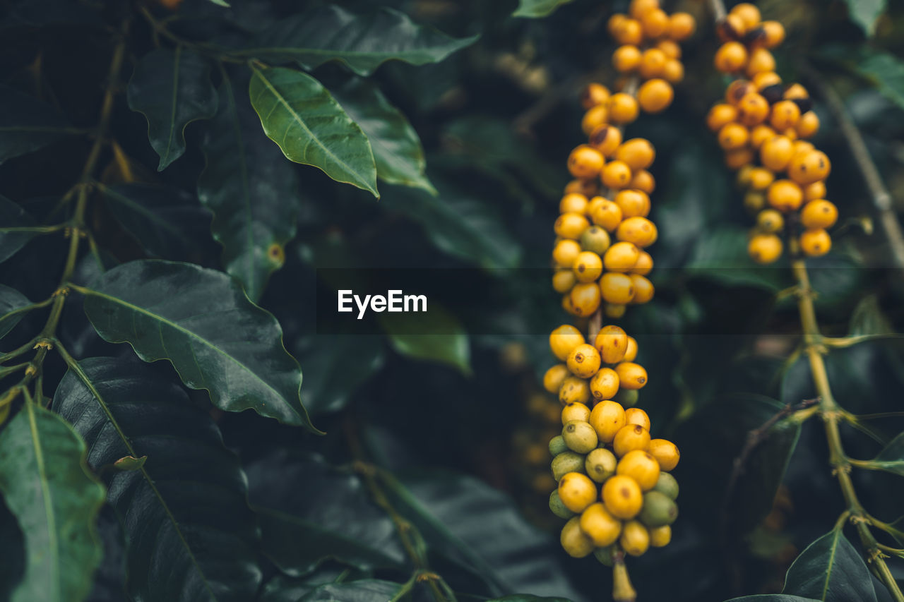 Close-up of red berries growing on coffee plant