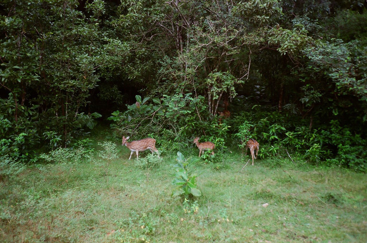 Sheep on field in forest