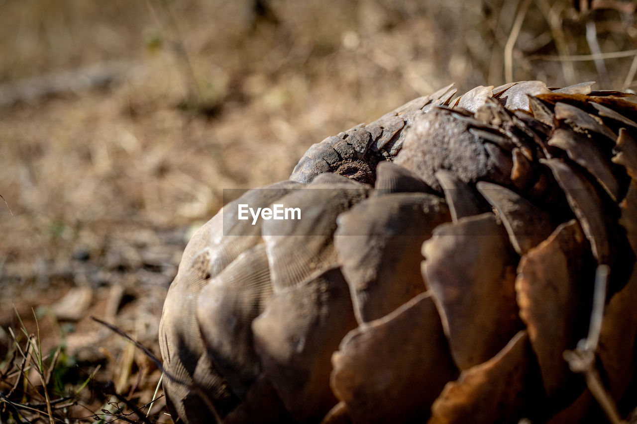 CLOSE-UP OF ANIMAL SKULL ON A FIELD