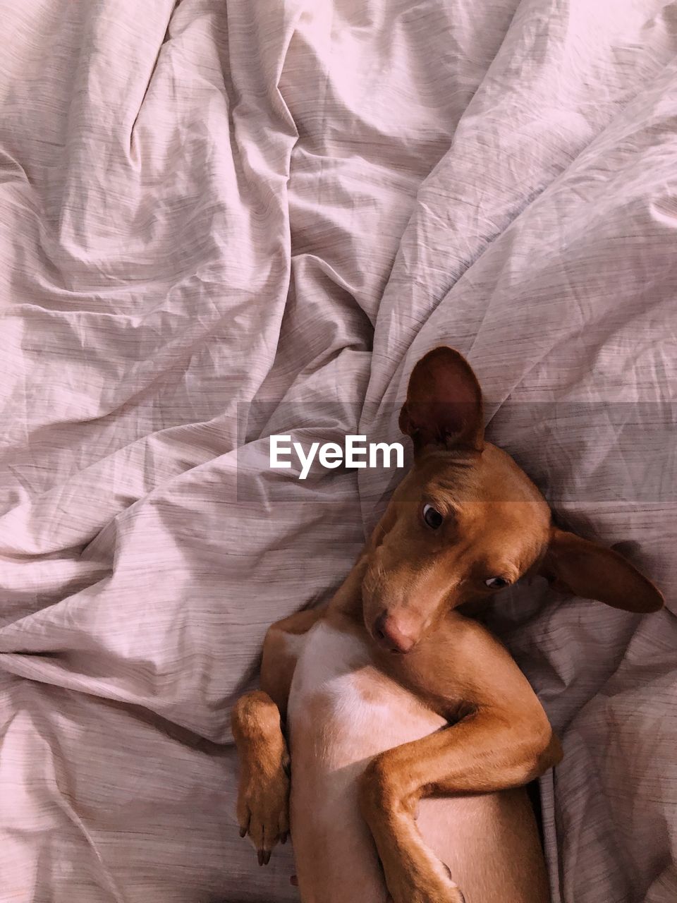 Directly above view of dog lying on bed