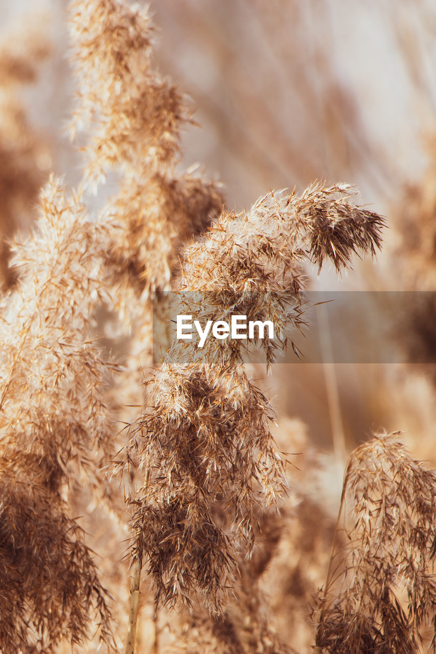 Pampas grass at sunset. reed seeds in neutral colors on a light background. dry reeds close up