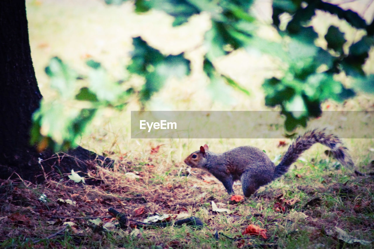 SQUIRREL IN FOREST