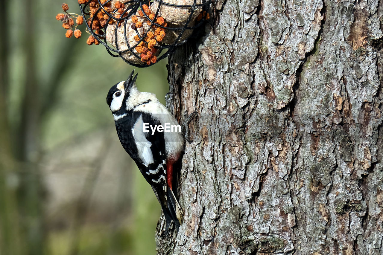 CLOSE-UP OF A BIRD ON TREE