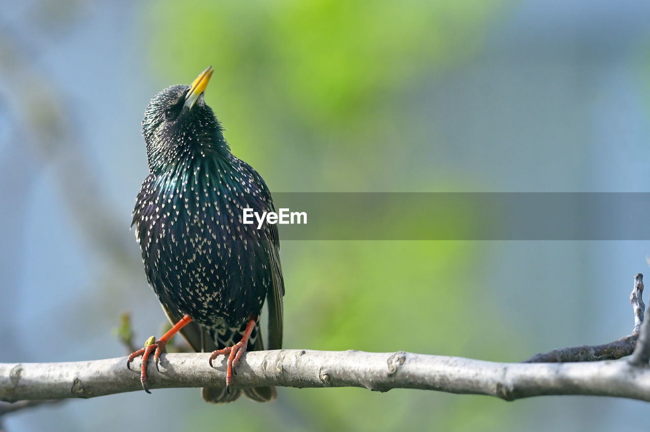 animal themes, animal, bird, animal wildlife, wildlife, one animal, perching, branch, beak, tree, focus on foreground, nature, no people, plant, close-up, outdoors, full length, day, beauty in nature, starling, environment, blackbird, songbird