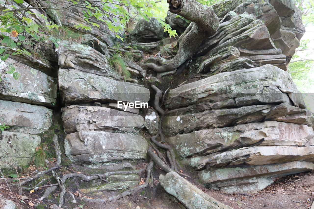 CLOSE-UP OF TREE TRUNK