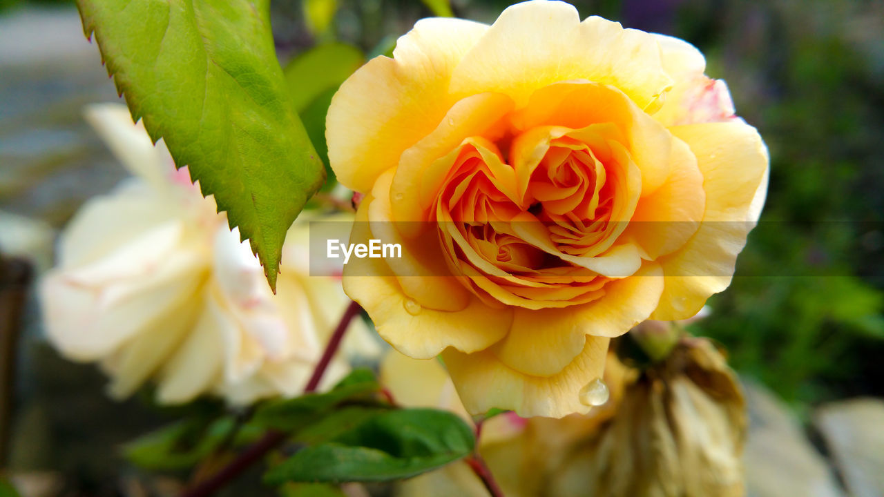 CLOSE-UP OF FRESH ROSE BLOOMING OUTDOORS