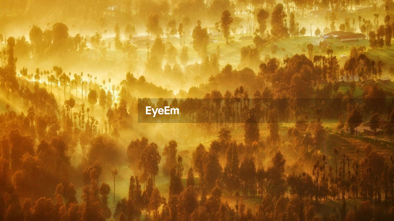 Trees in forest during sunset