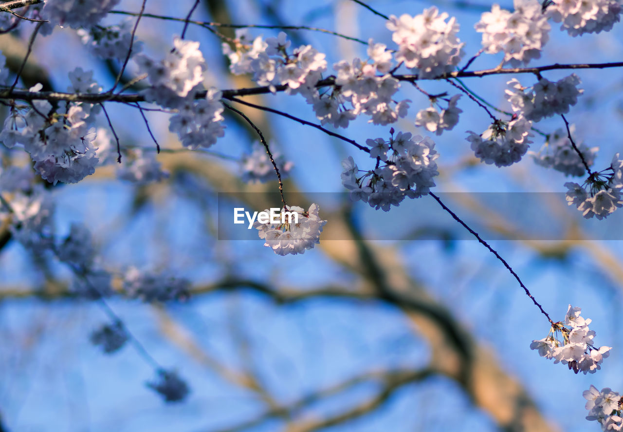 CLOSE-UP OF CHERRY BLOSSOMS AGAINST SKY