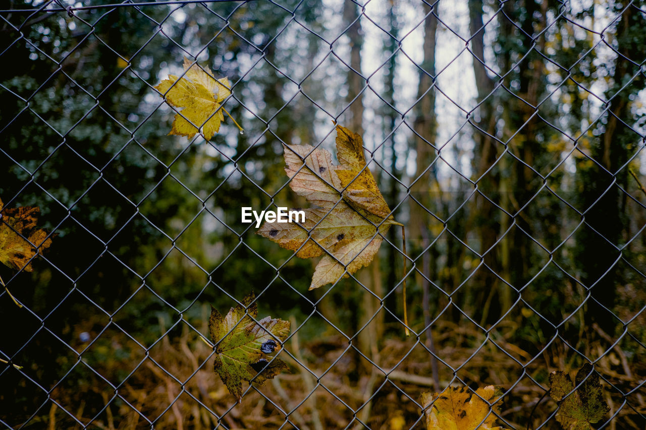 CLOSE-UP OF YELLOW LEAVES ON FENCE