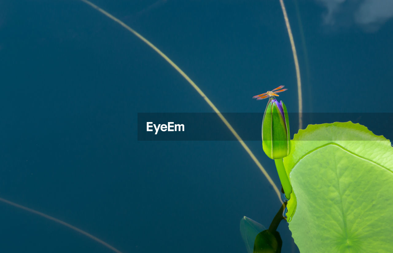 Dragonfly hold on lotus bud with lotus leaf floating on blue water.