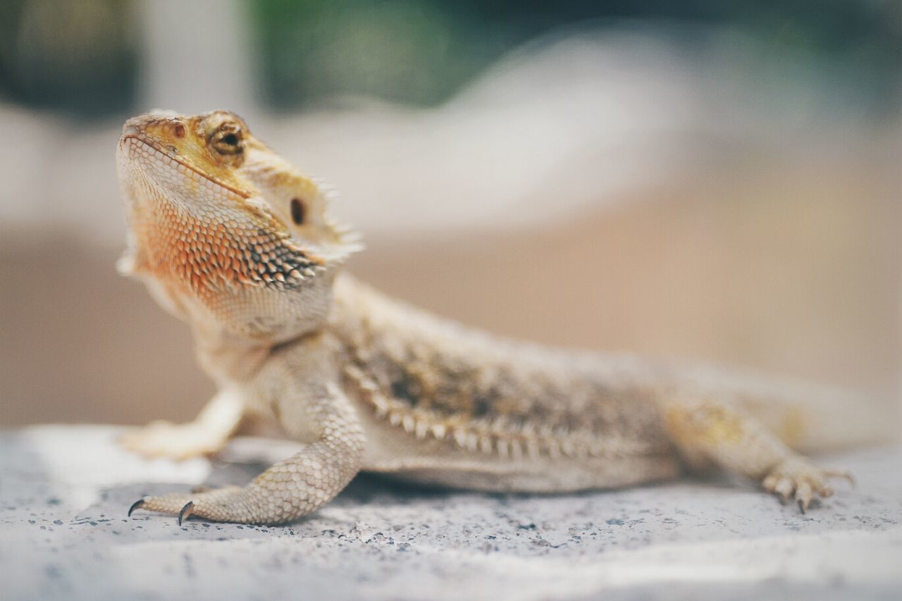 CLOSE-UP OF LIZARD ON GROUND