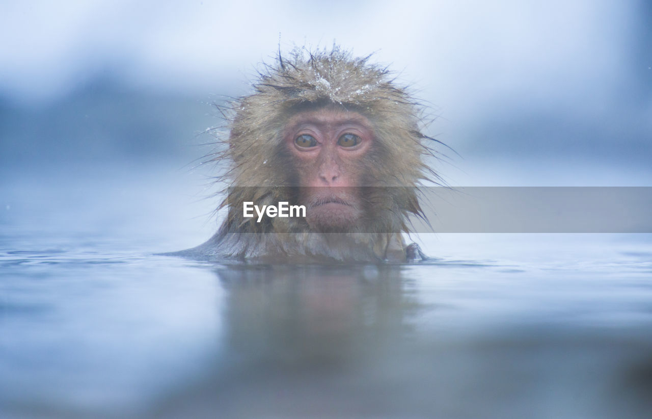 Snow monkey in a hot spring, nagano, japan.