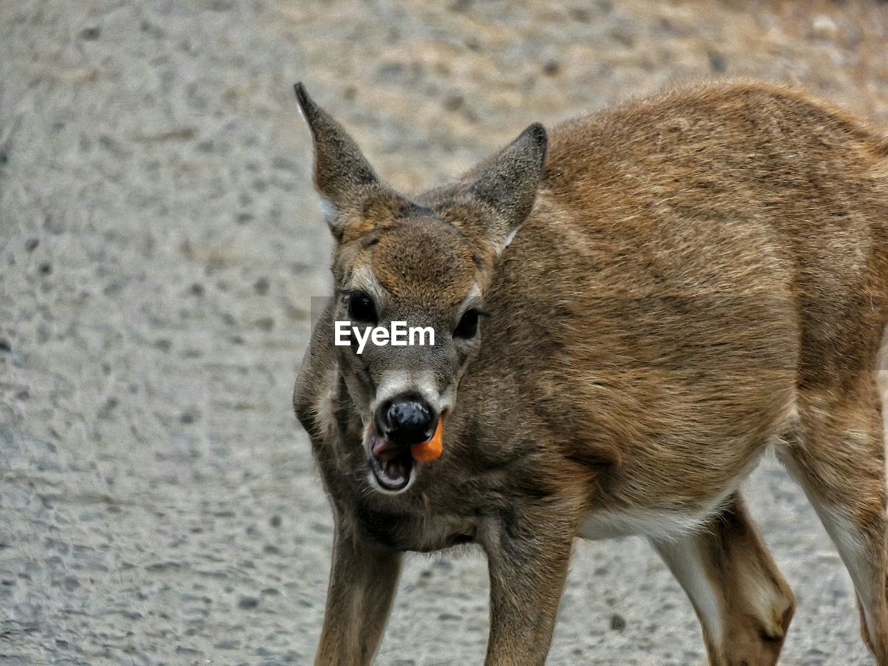 Close-up portrait of kangaroo eating carrot