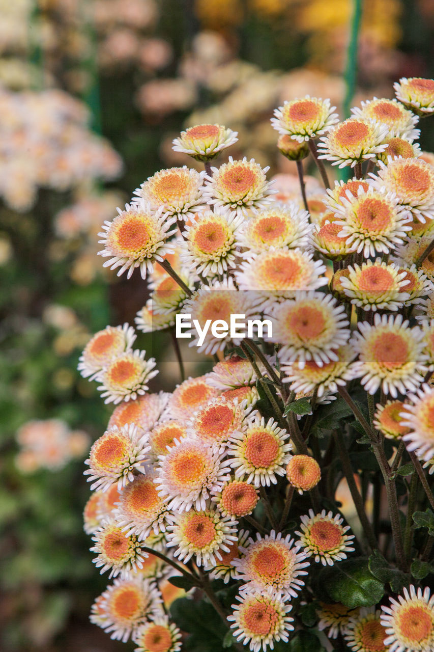 CLOSE-UP OF FRESH FLOWERS BLOOMING IN PARK