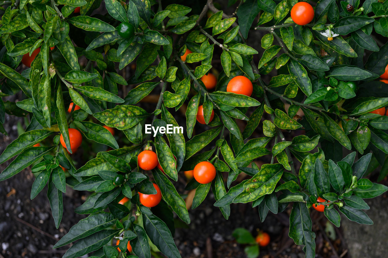 Close-up of fruits on tree