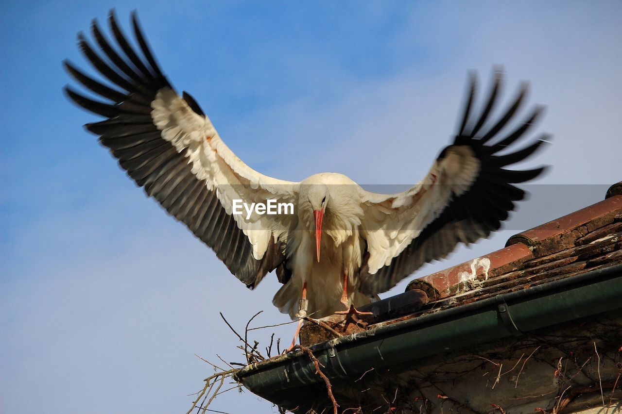 Low angle view of stork on roof