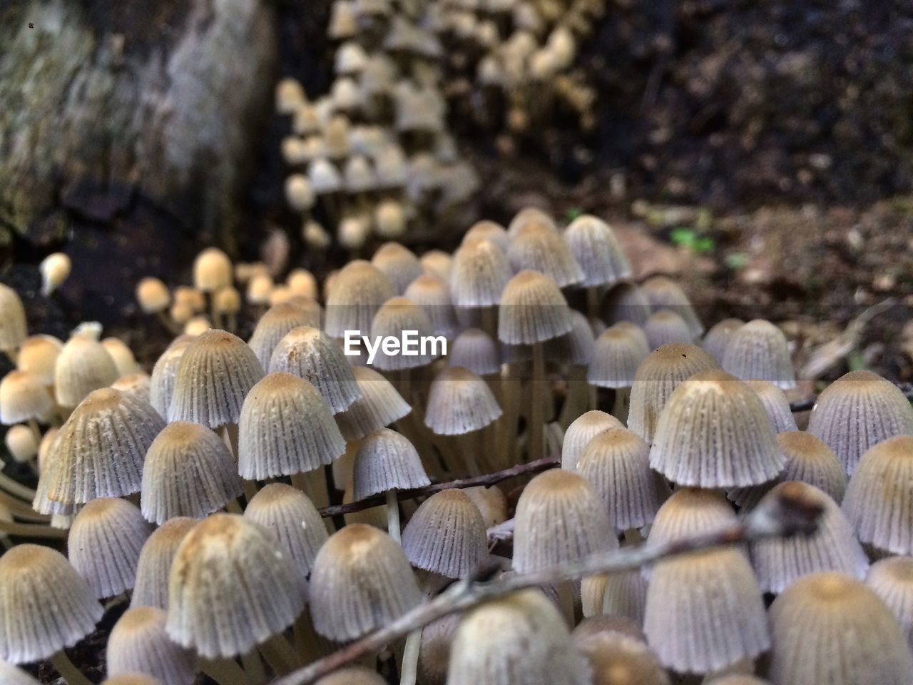 CLOSE-UP OF MUSHROOMS IN FOREST
