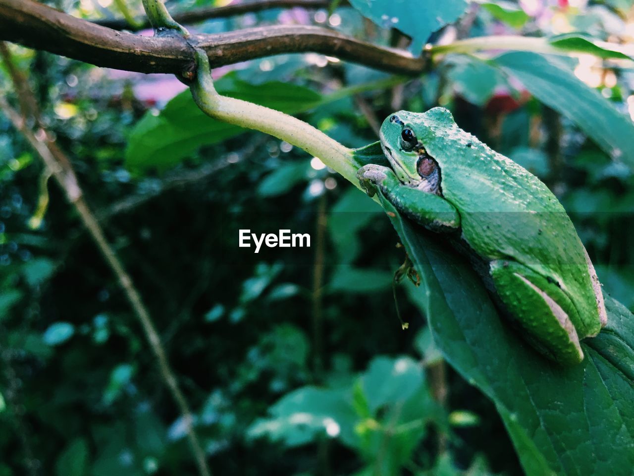 Close-up of frog on leaf