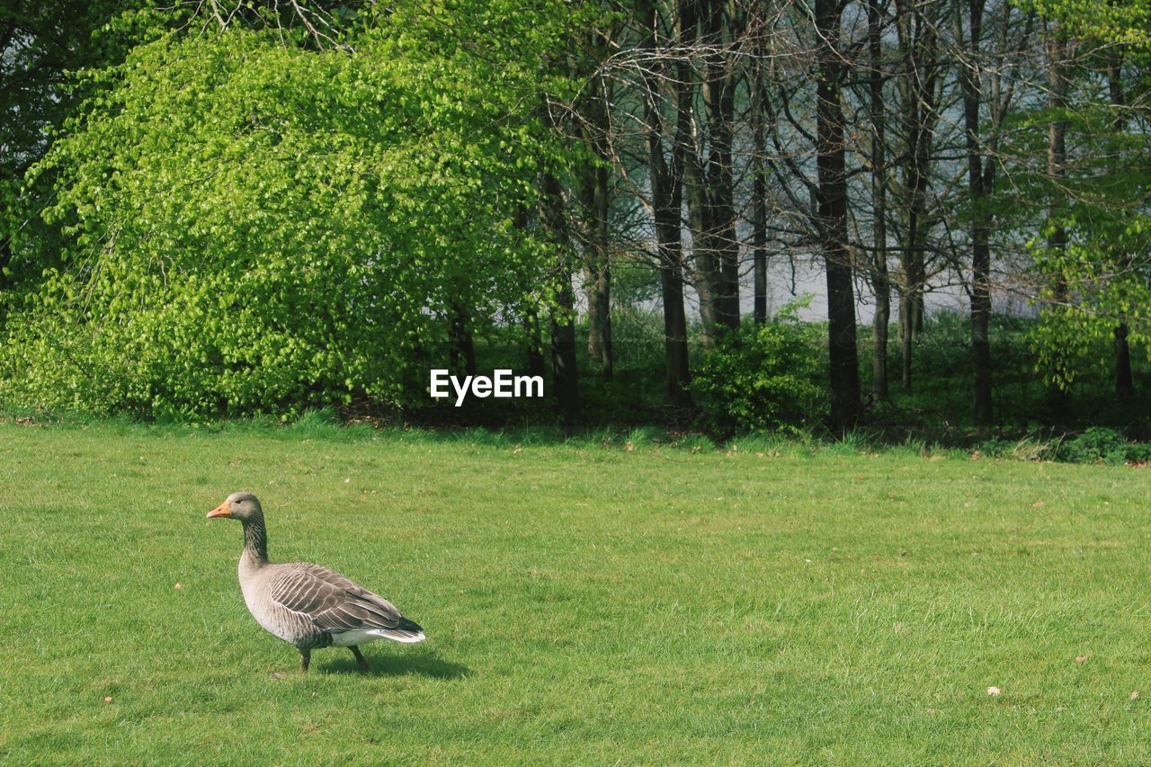 BIRD ON FIELD