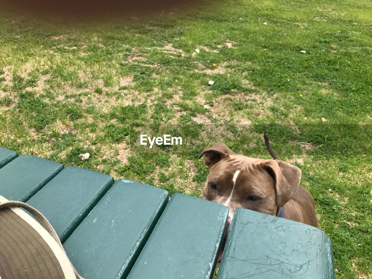 Dog looking away at table