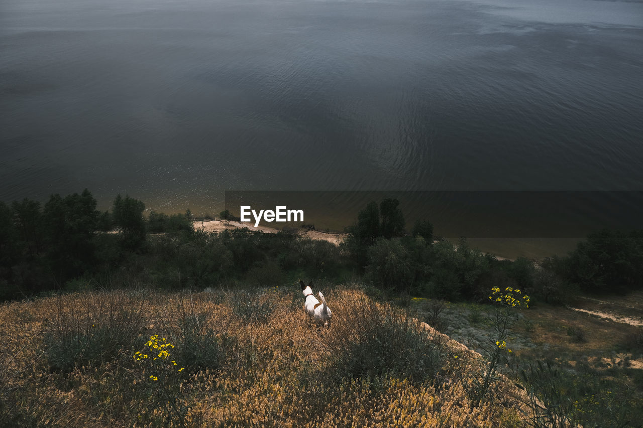 White dog standing on the hill by the water on summer afternoon, active pets in nature