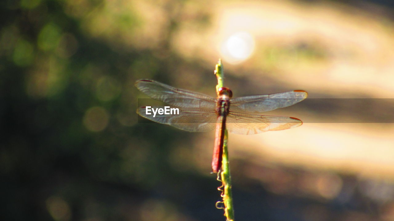 CLOSE-UP OF DRAGONFLY ON STEM