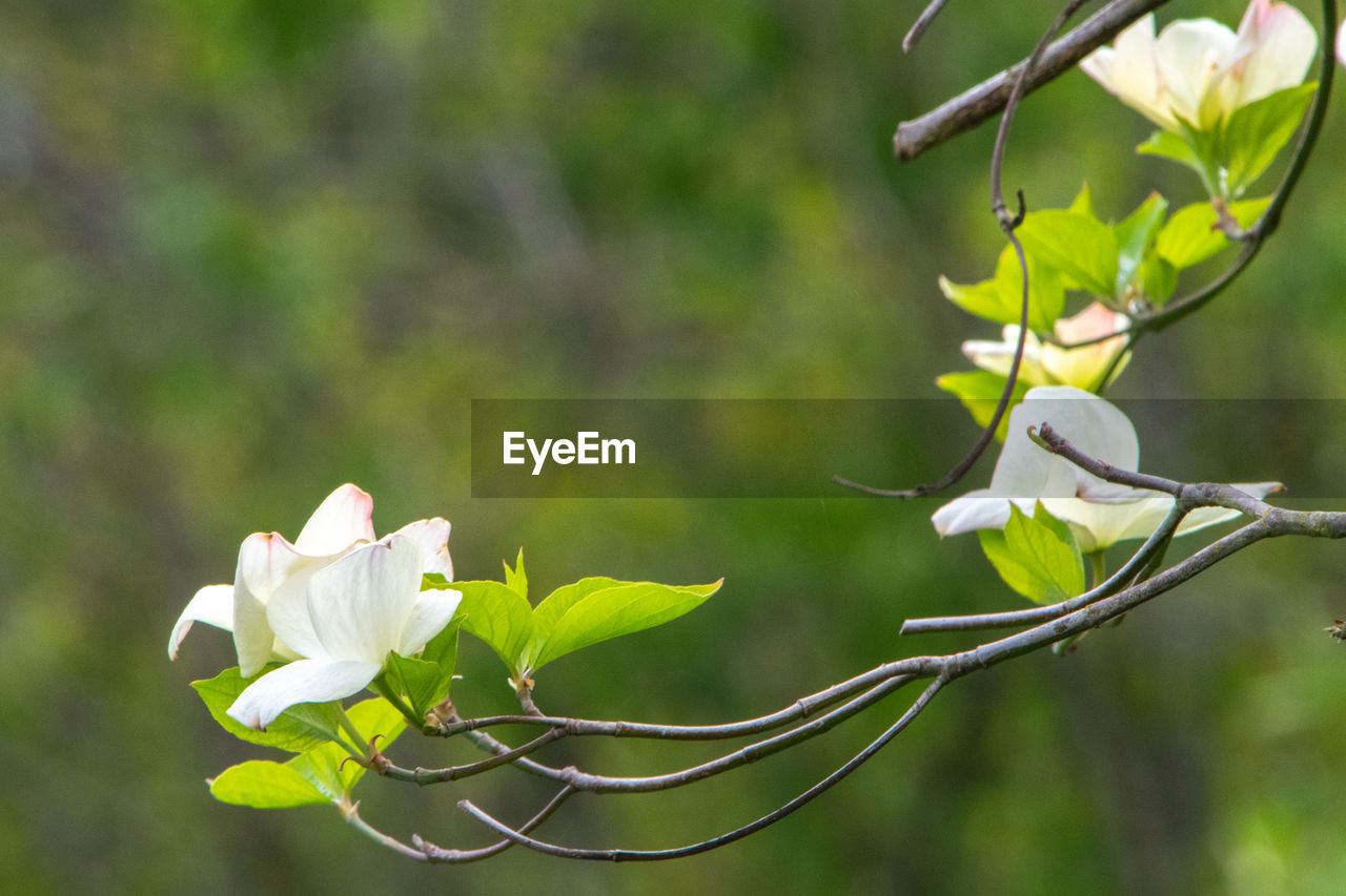 CLOSE-UP OF WHITE FLOWERING PLANT AGAINST TREE BRANCH
