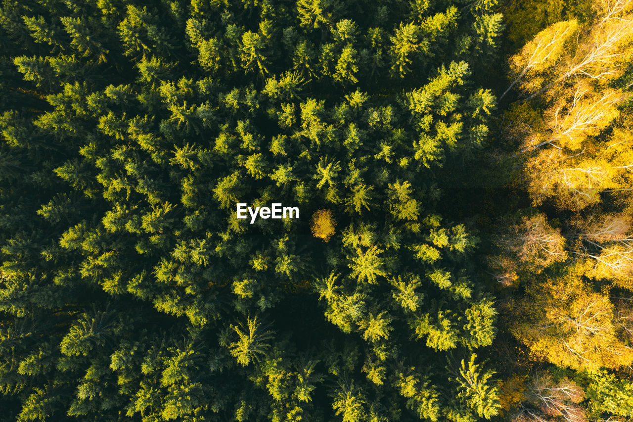 Colorful autumn colors in forest from above, captured with a drone.