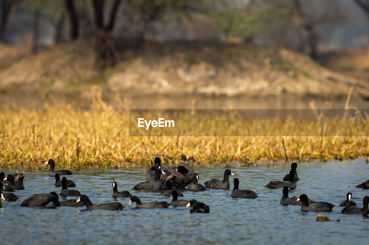 DUCKS IN LAKE