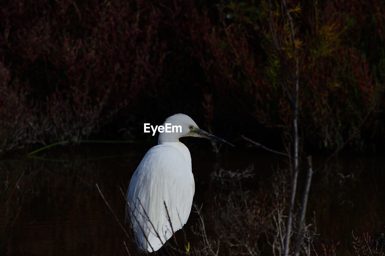 WHITE HERON PERCHING ON A TREE