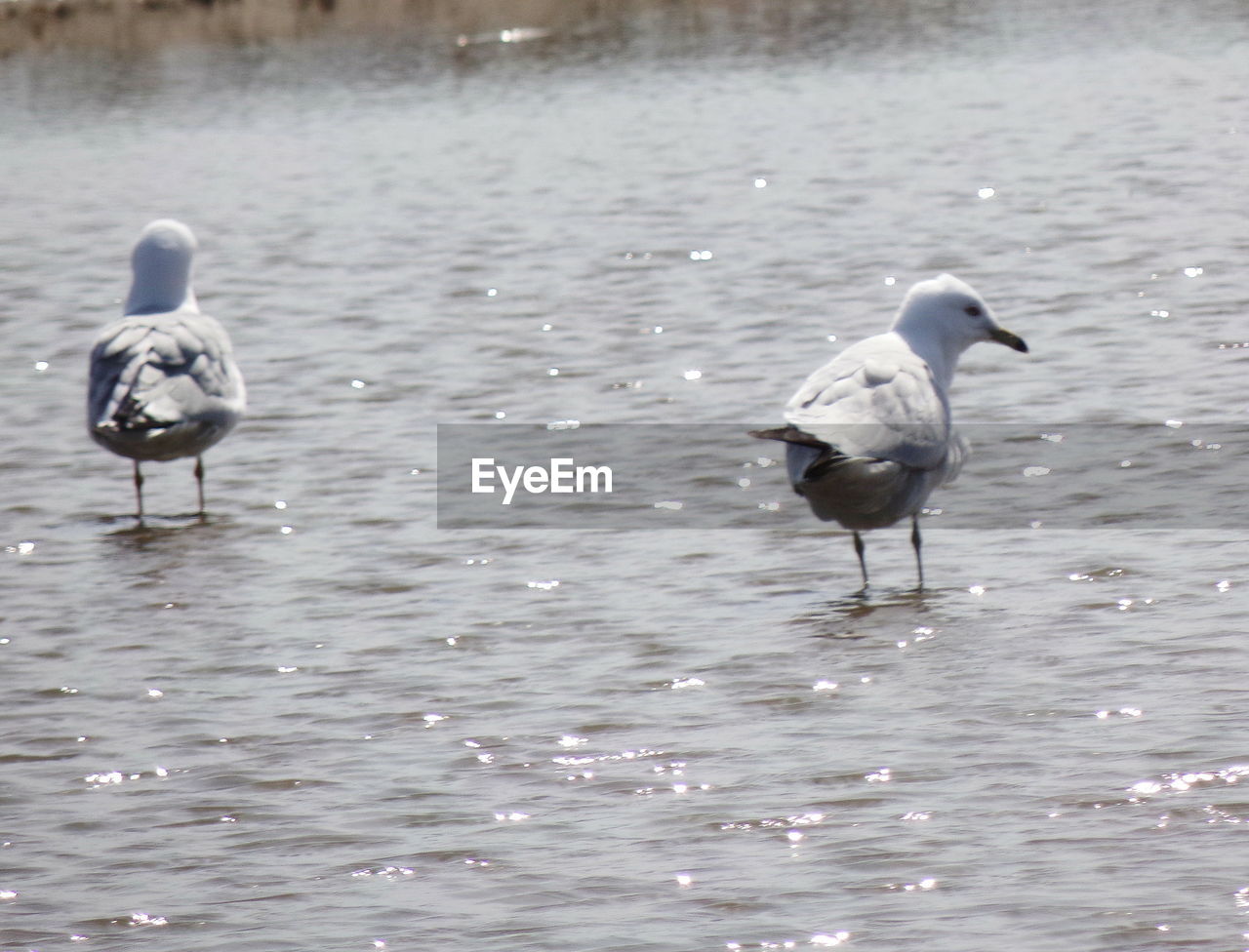 BIRDS ON LAKE