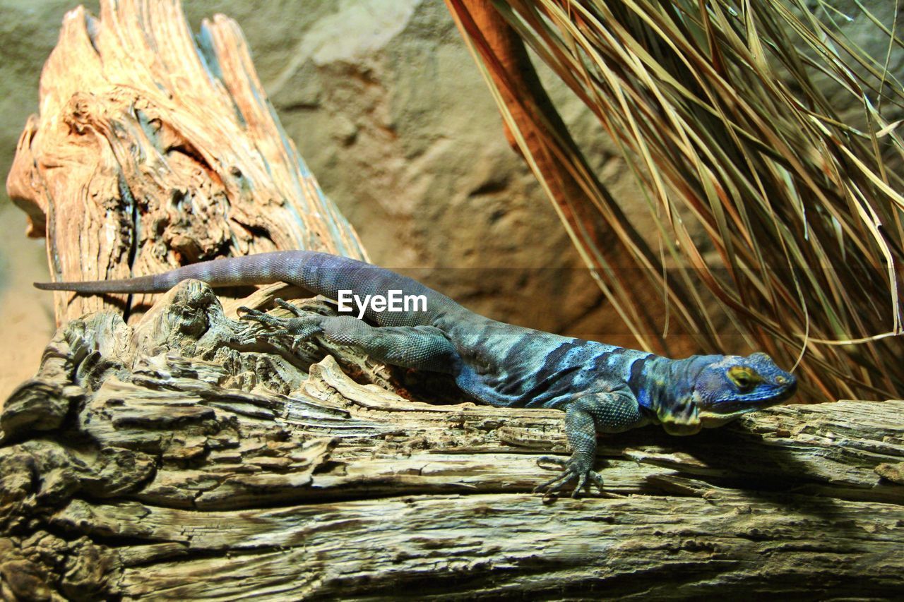 LIZARD ON ROCK