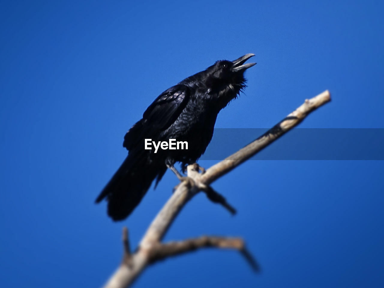 Raven - Bird Day Wildlife Grand Canyon Sky Bird Perching Bird Cawing