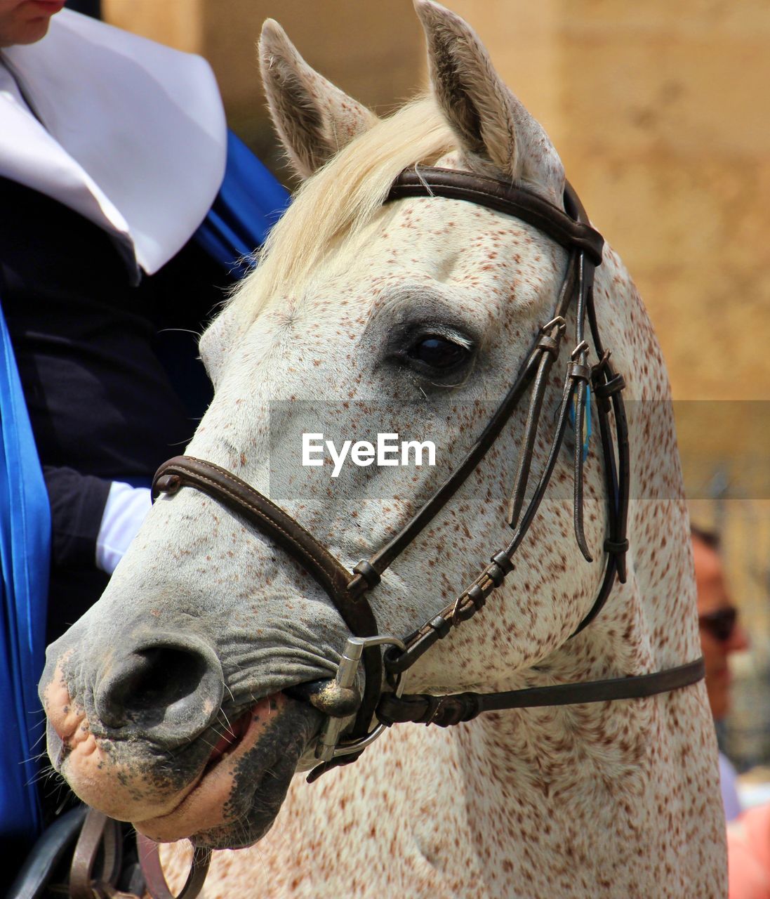 CLOSE-UP OF A HORSE IN THE RANCH