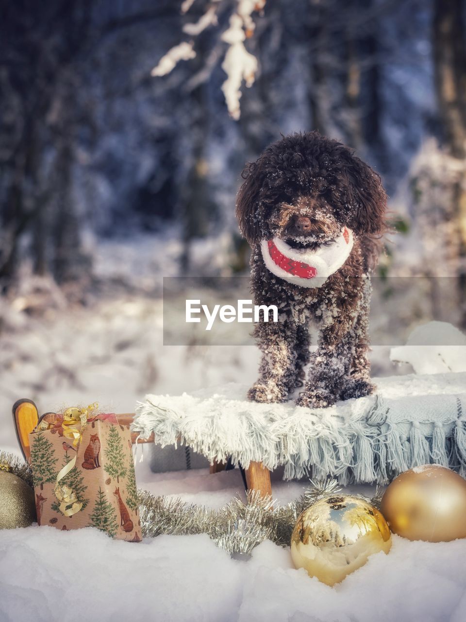 winter, snow, cold temperature, tree, nature, celebration, clothing, christmas, holiday, mammal, focus on foreground, plant, warm clothing, animal, fun, hat, outdoors, portrait, canine, no people, day, dog, animal themes, decoration, forest, christmas decoration, tradition, land, representation