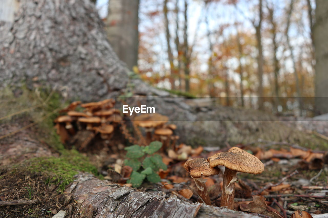 Mushroom growing on field