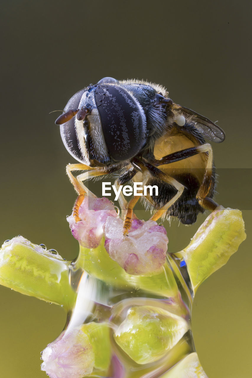 Close-up of insect on flower