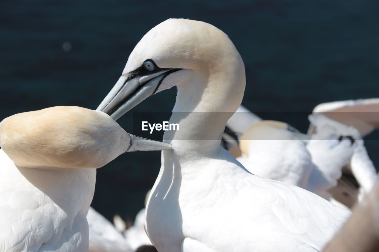 Close-up of northern gannet
