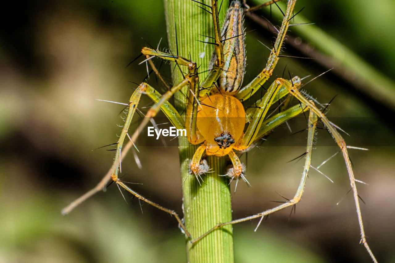 CLOSE-UP OF SPIDER ON WEB