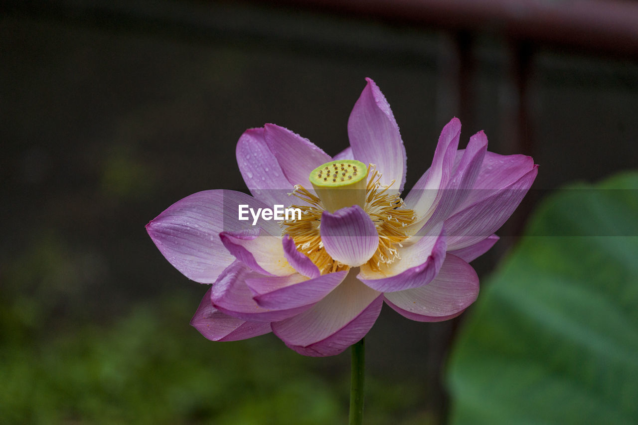CLOSE-UP OF PINK WATER LILY IN PURPLE LOTUS