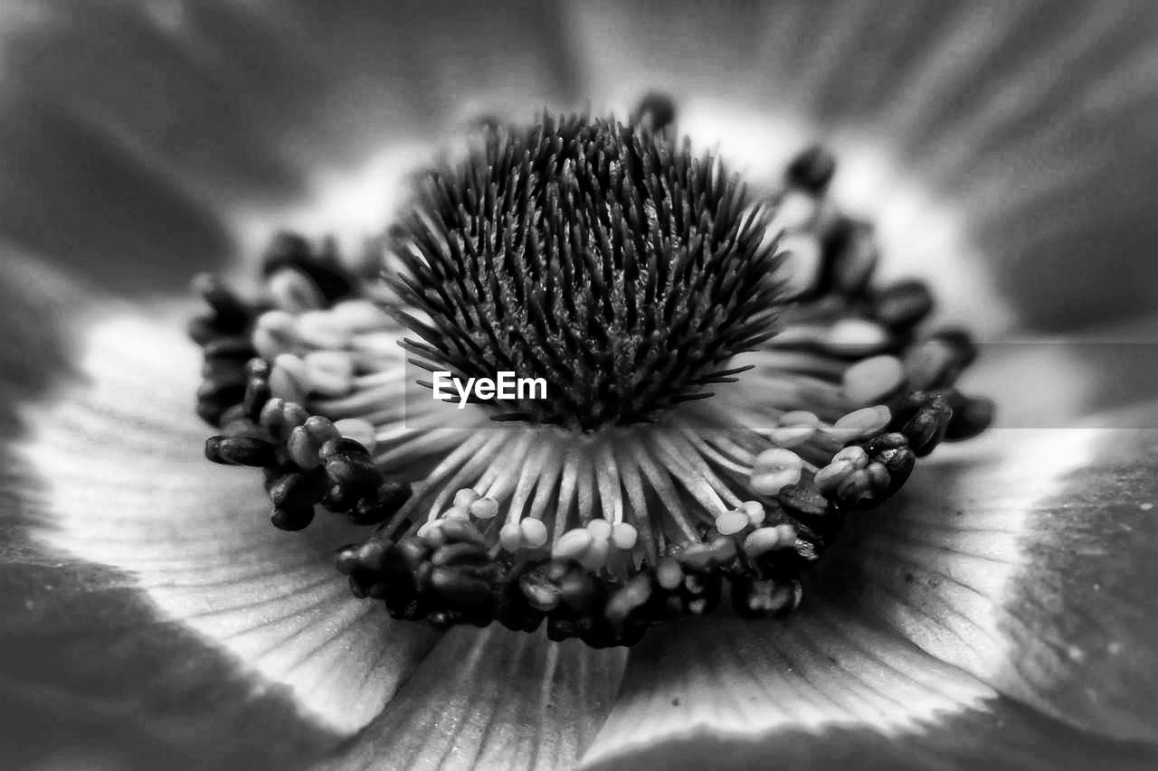 Macro shot of flowering plant