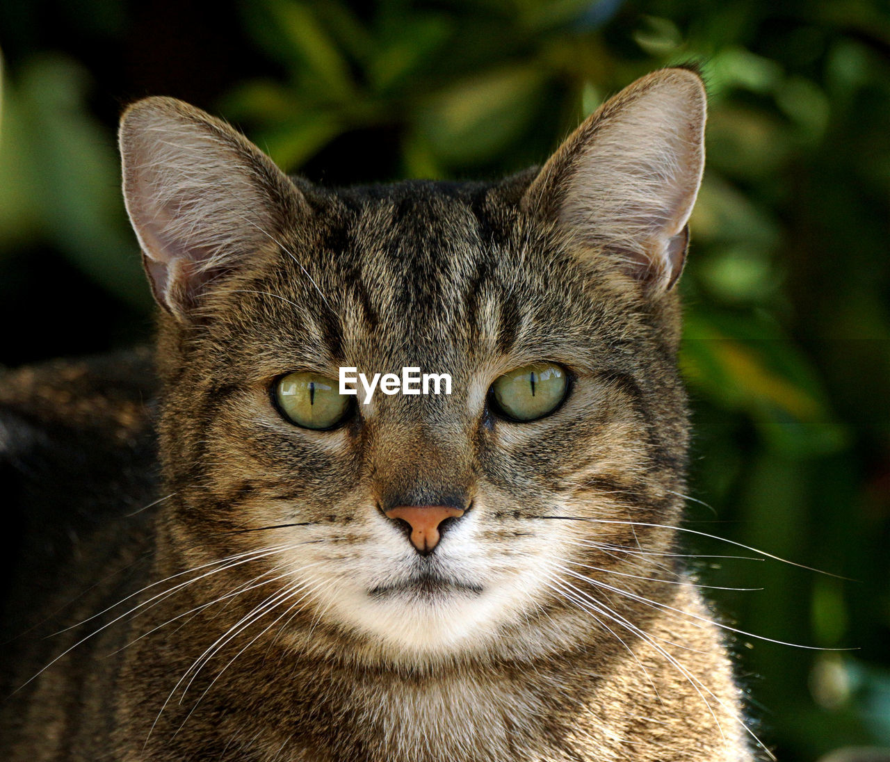 CLOSE-UP PORTRAIT OF TABBY