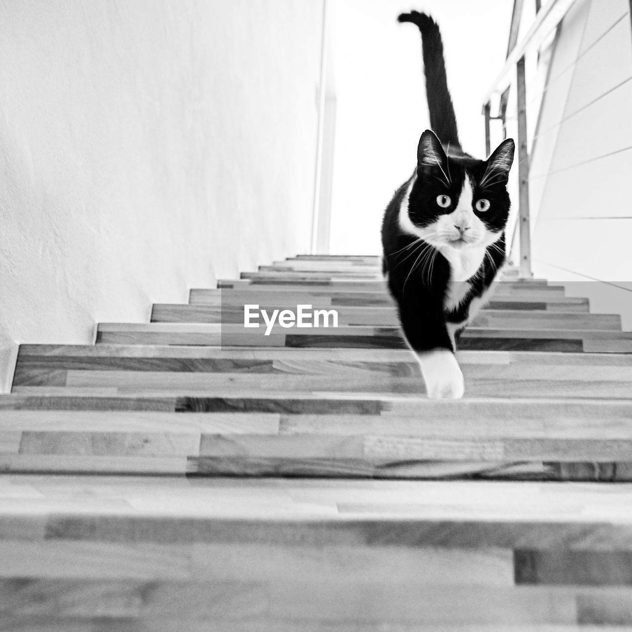 PORTRAIT OF CAT ON STAIRCASE AT HOME