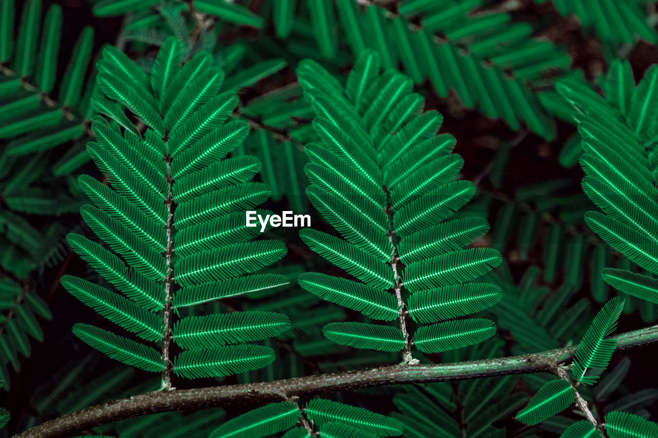 High angle view of succulent plant