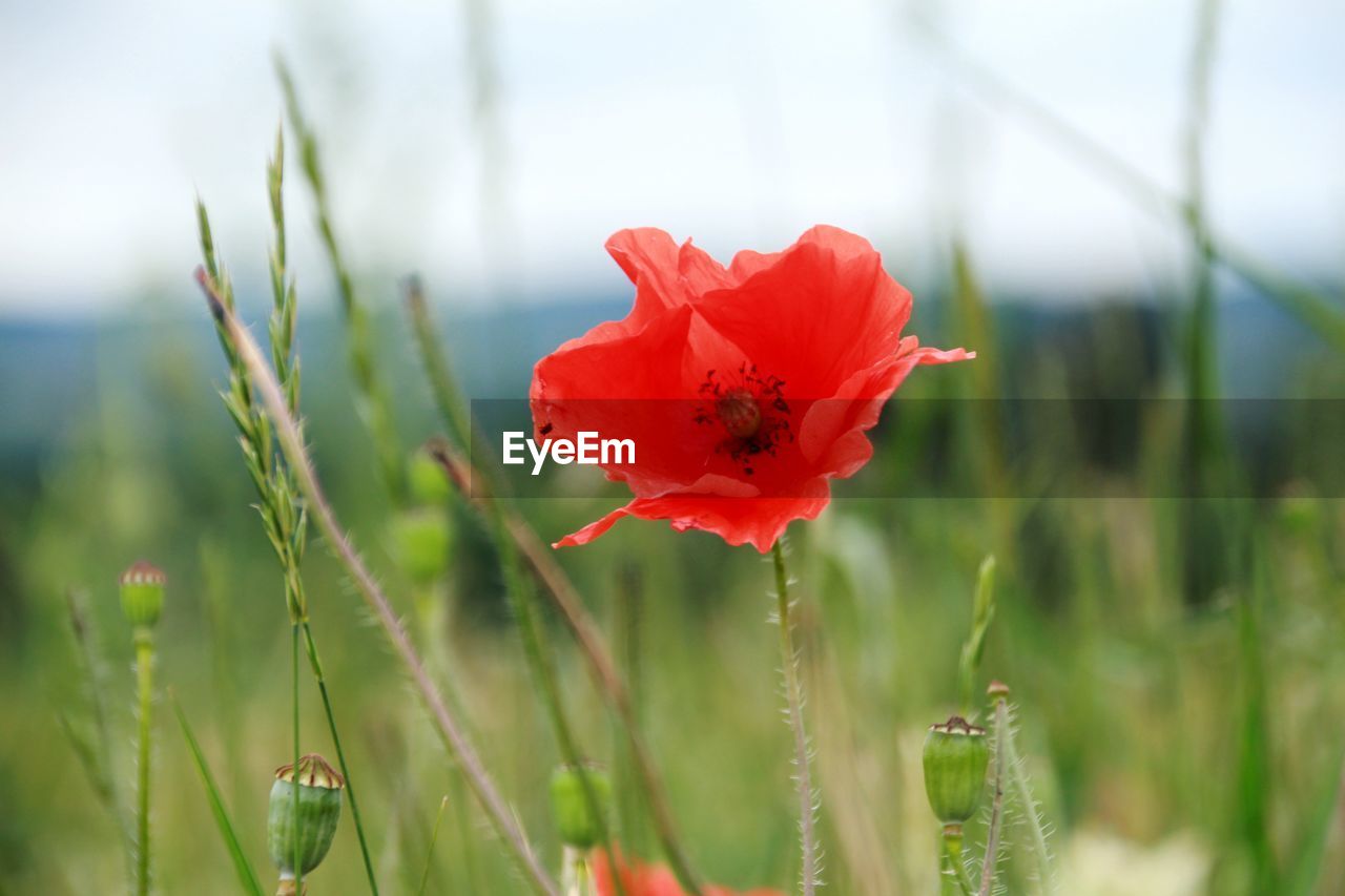 CLOSE-UP OF RED POPPY FLOWER